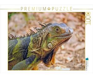 CALVENDO Puzzle Bel Iguane 1000 Pieces 64 x 48 cm from Peter Roder