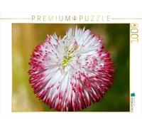 CALVENDO Puzzle Bellis avec Gouttes d'eau 1000 Pieces 64 x 48 cm from Gisela Kruse