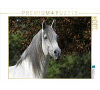 CALVENDO Puzzle Berbère Raisulih el Hadi - École d'équitation princière de Bückeburg 1000 Pieces 64 x 48 cm from Sista-Tierfoto