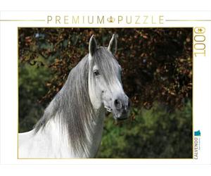 CALVENDO Puzzle Berbère Raisulih el Hadi - École d'équitation princière de Bückeburg 1000 Pieces 64 x 48 cm from Sista-Tierfoto