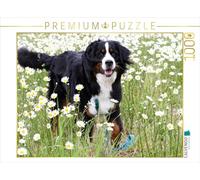 CALVENDO Puzzle Berner Sennenhund 1000 Teile Puzzle quer 1000 Pieces 64 x 48 cm from SchnelleWelten