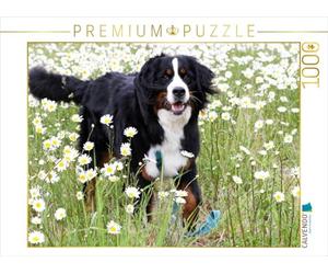 CALVENDO Puzzle Berner Sennenhund 1000 Teile Puzzle quer 1000 Pieces 64 x 48 cm from SchnelleWelten