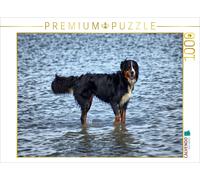 CALVENDO Puzzle Berner Sennenhund in der Nordsee 1000 Teile Puzzle quer 1000 Pieces 64 x 48 cm from Kattobello