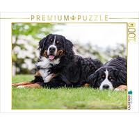 CALVENDO Puzzle Berner Sennenhunde im Frühling 1000 Teile Puzzle quer 1000 Pieces 64 x 48 cm from Annett Mirsberger