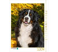 CALVENDO Puzzle Bernese Mountain Dog - Autumn Mood | 1000 pieces, finished size