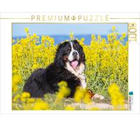 CALVENDO Puzzle Bernese mountain dog on its way through the rapeseed fields | 10