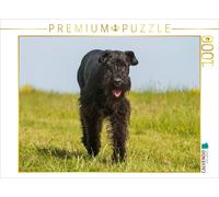 CALVENDO Puzzle Meilleur ami Schnauzer géant 1000 Pieces 64 x 48 cm from Sista-Tierfoto