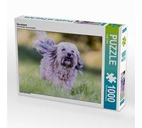 CALVENDO Puzzle Bichon Havanais 1000 Pieces 64 x 48 cm from Sonja Teßen