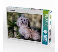 CALVENDO Puzzle Bichon Havanais 1000 Pieces 64 x 48 cm from Sonja Teßen