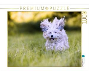 CALVENDO Puzzle Bichon Havanais 1000 Pieces 64 x 48 cm from Sonja Teßen