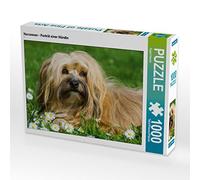 CALVENDO Puzzle Bichon Havanais - Portrait d'une Chienne 1000 Pieces 64 x 48 cm from Sista-Tierfoto