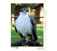 CALVENDO Puzzle Birds of Prey - Red-backed Buzzard | 1000 pieces, finished size