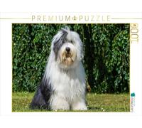 CALVENDO Puzzle Bobtail Assis 1000 Pieces 64 x 48 cm from Sista-Tierfoto