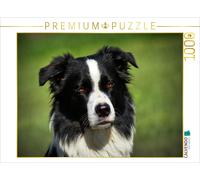 CALVENDO Puzzle Border Collie | 1000 pieces, finished size 25.2 × 18.9 in (64 ×