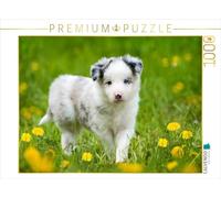 CALVENDO Puzzle Border Collie dans Un Pissenlit 1000 Pieces 64 x 48 cm from DoraZett