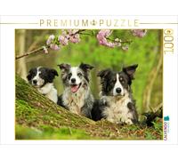 CALVENDO Puzzle Famille de Border Collie 1000 Pieces 64 x 48 cm from Kathrin Köntopp