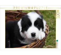 CALVENDO Puzzle Border Collie puppy | 1000 pieces, finished size 25.2 × 18.9 in