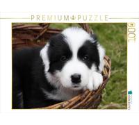 CALVENDO Puzzle Border Collie Welpe 1000 Teile Puzzle quer 1000 Pieces 64 x 48 cm from Antje Lindert-Rottke