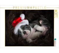 CALVENDO Puzzle Boston Terrier | 1000 pieces, finished size 25.2 × 18.9 in (64 ×
