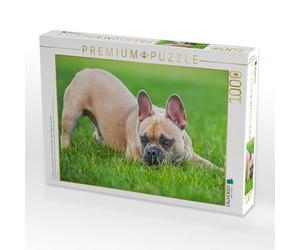 CALVENDO Puzzle Bouledogue français - Petits héros sur Quatre Pattes 1000 Pieces 64 x 48 cm from Sista-Tierfoto