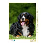 CALVENDO Puzzle Bouvier Bernois 2017 1000 Pieces 48 x 64 cm from Sista-Tierfoto