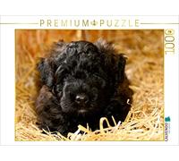 CALVENDO Puzzle Bouvier des Flandres 1000 Pieces 64 x 48 cm from Susan Milau