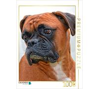 CALVENDO Puzzle Boxer Allemand 1000 pièces Taille de la Pose 48 x 64 cm Photo Puzzle Photo de Peter Roder