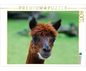 CALVENDO Puzzle Braunes Alpaka 1000 Teile Puzzle quer 1000 Pieces 64 x 48 cm from Kattobello