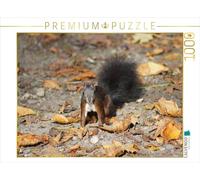 CALVENDO Puzzle Braunes Eichhörnchen Baby im Herbst 1000 Teile Puzzle quer 1000 Pieces 64 x 48 cm from Kattobello