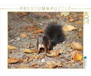 CALVENDO Puzzle Braunes Eichhörnchen Baby im Herbst 1000 Teile Puzzle quer 1000 Pieces 64 x 48 cm from Kattobello