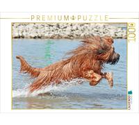 CALVENDO Puzzle Briard voller Lebensfreude beim spielen | 1000 Teile Lege-Größe