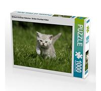 CALVENDO Puzzle Britisch Kurzhaar Kätzchen / British Shorthair Kitten 1000 Teile Puzzle quer 1000 Pieces 64 x 48 cm from Jeanette Hutfluss