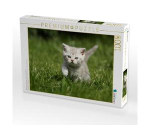 CALVENDO Puzzle Britisch Kurzhaar Kätzchen / British Shorthair Kitten 1000 Teile Puzzle quer 1000 Pieces 64 x 48 cm from Jeanette Hutfluss