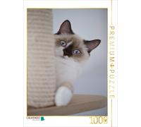 CALVENDO Puzzle Britisch Kurzhaar Katze | 1000 pieces, finished size 25.2 × 18.9