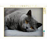 Puzzle CALVENDO Chat britannique à poil court. Une illustration tirée du calendr