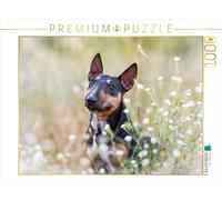 CALVENDO Puzzle Bull Terrier Assis dans des Fleurs d'été 1000 Pieces 64 x 48 cm from Yvonne Janetzek