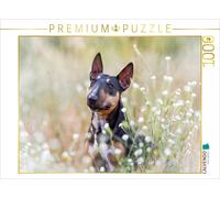 CALVENDO Puzzle Bullterrier sitzt in Sommerblümchen | 1000 Teile Lege-Größe 64x4