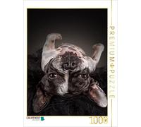 CALVENDO Puzzle Bullyzauber - Bouledogues français 1000 Pieces 48 x 64 cm from Silke Gareis