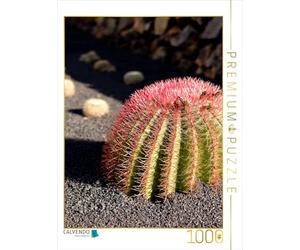CALVENDO Puzzle Cactus avide de Soleil avec de Jolies épines Rouges 1000 Pieces 48 x 64 cm from Elke Kunkel fotografie