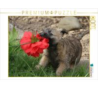 CALVENDO Puzzle Chiot Cairn Terrier 1000 Pieces 64 x 48 cm from Martina Berg