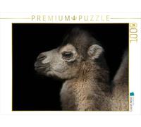 CALVENDO Puzzle Camel 1000 Pieces 64 x 48 cm from Eleonore Swierczyna