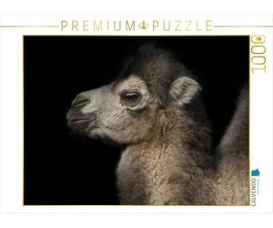 CALVENDO Puzzle Camel 1000 Pieces 64 x 48 cm from Eleonore Swierczyna