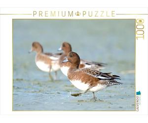 CALVENDO Puzzle Canard siffleur 1000 Pieces 64 x 48 cm from Alexander Krebs