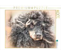 CALVENDO Puzzle Caniche Autant en emporte Le Vent 1000 Pieces 64 x 48 cm from boegau