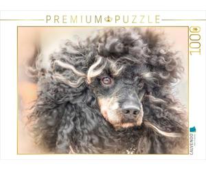CALVENDO Puzzle Caniche Autant en emporte Le Vent 1000 Pieces 64 x 48 cm from boegau
