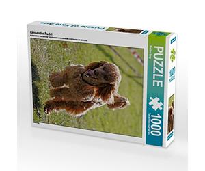 CALVENDO Puzzle Caniche de Course 1000 Pieces 48 x 64 cm from Martina Berg