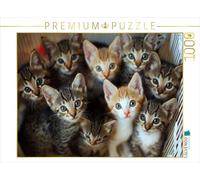 CALVENDO Puzzle Chaton - Bouquet câlin | 1000 pièces - Taille de la Ponte 64 x 48 cm - Puzzle Photo pour des Heures heureuses