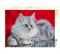 CALVENDO Puzzle Chatons à Poils Longs Britanniques 1000 Pieces 64 x 48 cm from Melanie Viola