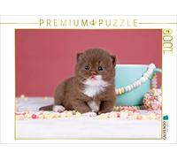 CALVENDO Puzzle Chatons - British Shorthair 1000 Pieces 64 x 48 cm from Janina Bürger