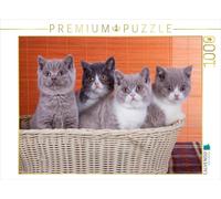 CALVENDO Puzzle Chatons British Shorthair 1000 Pieces 64 x 48 cm from WEH-zet